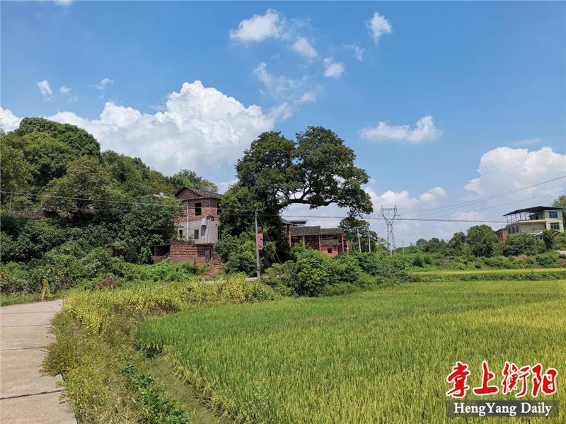 衡南县人民政府门户网站--政务公开--衡南响鼓岭村