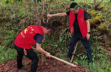 衡南县近尾洲镇不负春光植树忙主题党日添新绿