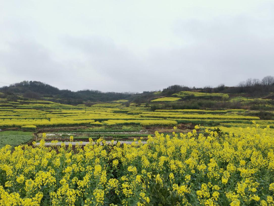 衡南县乡村振兴局--咸塘镇:小小扫把干成扶贫大产业 信息公开--咸塘镇