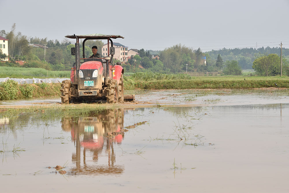 湖南省衡南县白水村的水稻田正在翻耕,农户已提前与米厂签了购销订单.